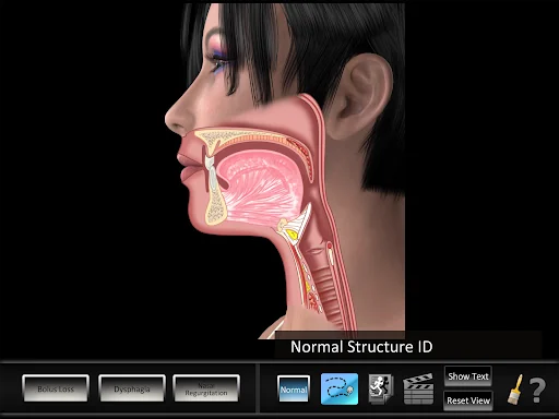 Swallowing Oral