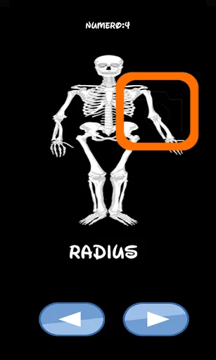 Skeleton bones, guess what is