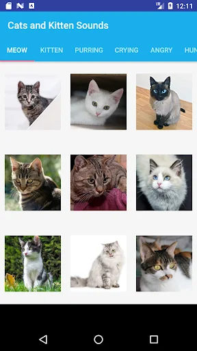 Cats and Kittens Sounds