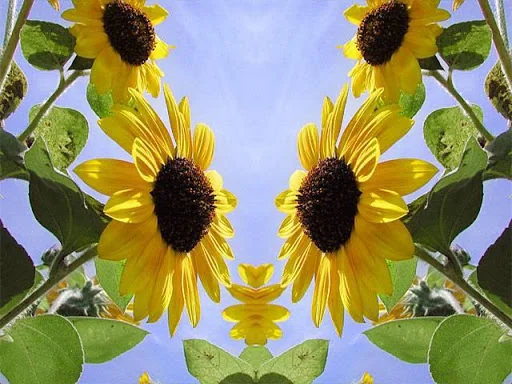 mirrorphoto