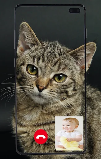 Cat Fake Video Call prank