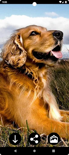 Dog Wallpapers