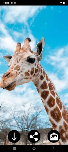 Giraffe Wallpapers