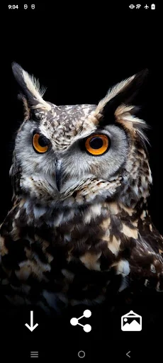 Owl Wallpapers: Night predator