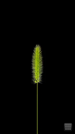 Foxtail(Cat Toy)