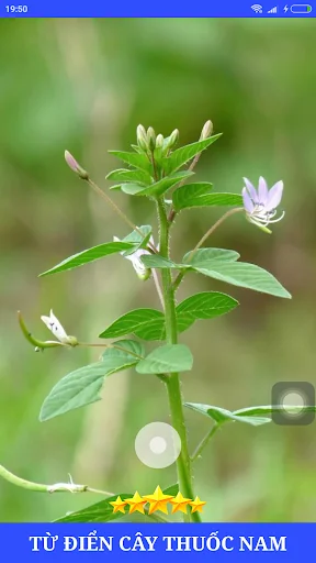 Từ Điển Cây Thuốc Đông Y Việt