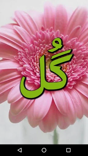 Gull by Seema Shahid - Urdu No