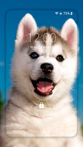 Husky dog Wallpaper HD Themes
