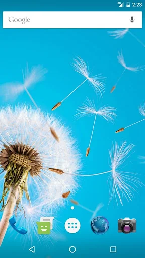 Wallpapers Dandelion