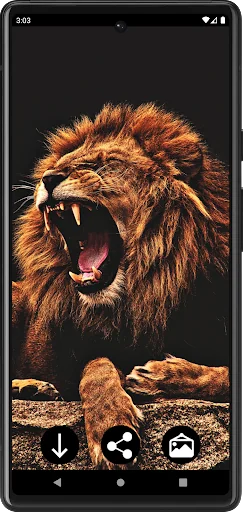 Lion Wallpapers