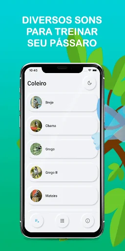 Collar Bird Corners