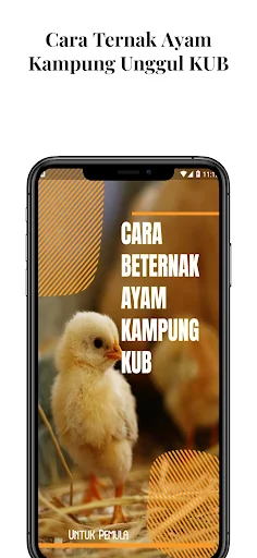 Ternak Ayam Kampung Unggul KUB