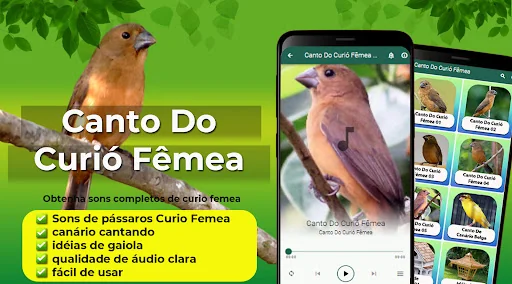 Canto Do Curió Fêmea