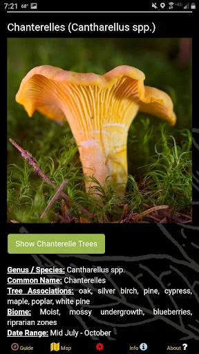 Massachusetts Mushroom Forager