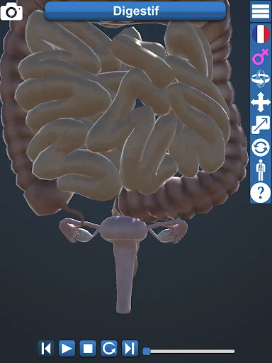 Anatomy 3D