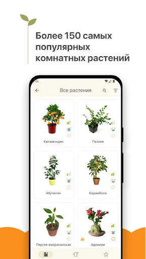 Комнатные растения справочник