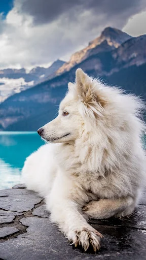 Wolf Wallpapers
