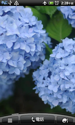 紫陽花 壁紙 アジサイ 満開