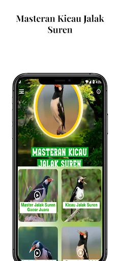 Masteran Kicau Jalak Suren