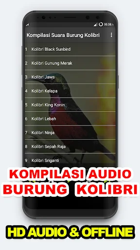 Suara Kicau: Burung Kolibri