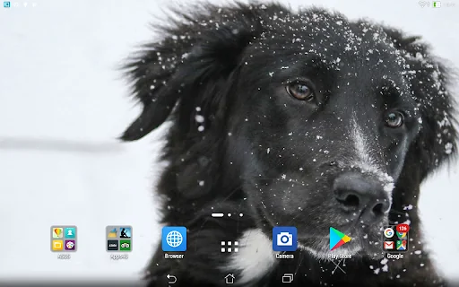 Labrador retrievers live wallp