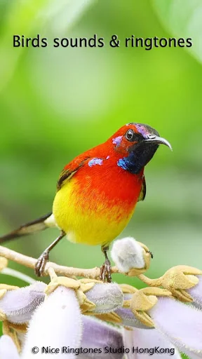 Birds Sounds & Ringtones