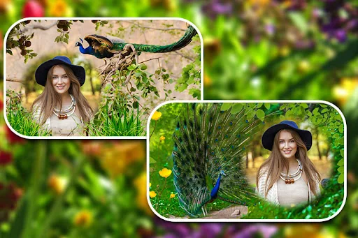 Peacock Photo Frames