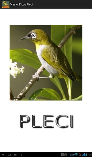 Master Kicau Pleci