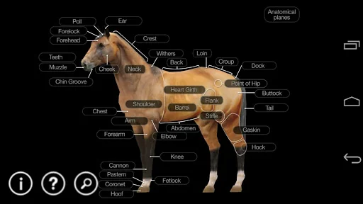 Horse Anatomy: Equine 3D