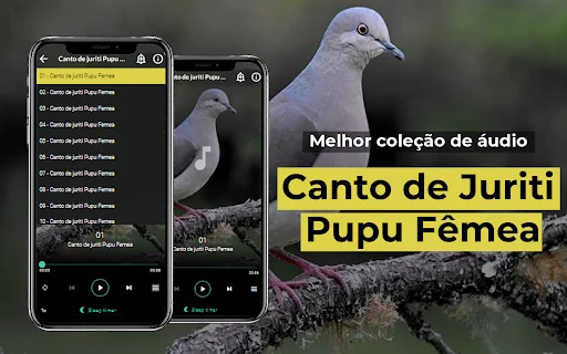Canto de Juriti Pupu Fêmea