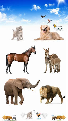 Animal Sounds