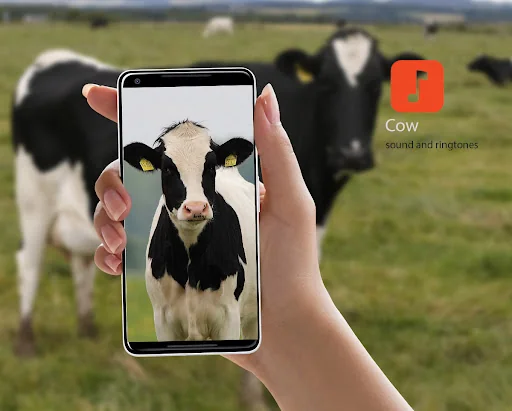 Cow Sounds