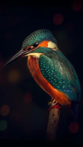 Video Wallpaper for Huawei