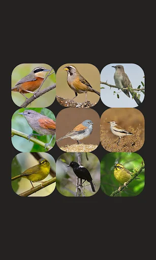 Argentina bird sounds