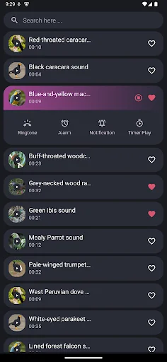 Peru bird sounds