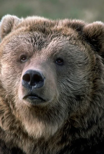 Bear Sounds