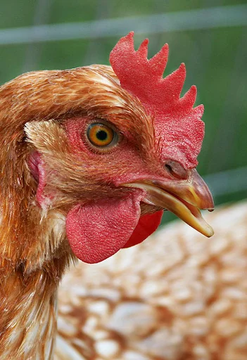 Chicken Sounds