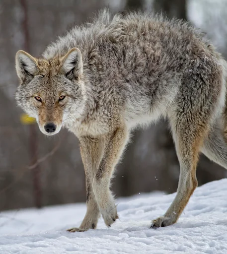 Coyote Sounds and Calls