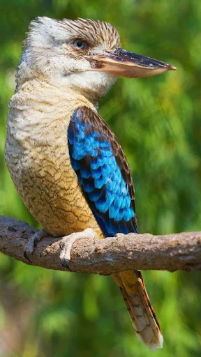 kookaburra bird sounds