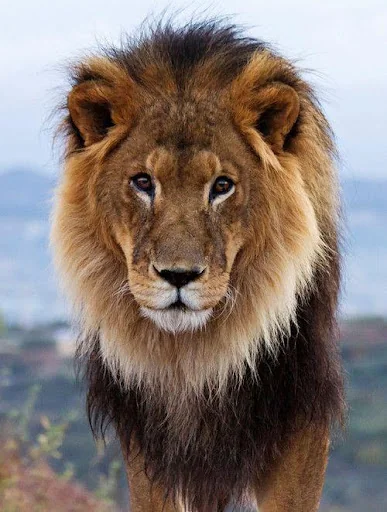 Lion Sounds