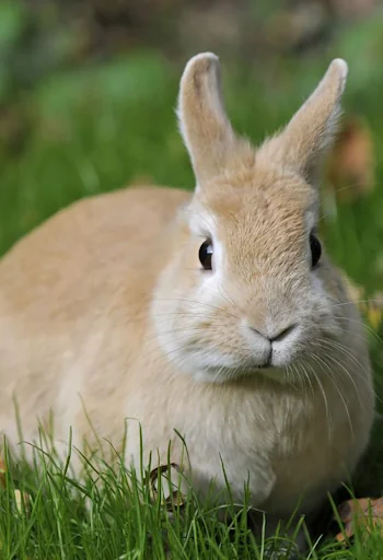Rabbit Sounds