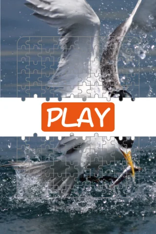 Puzzle It(Jigsaw Puzzle)