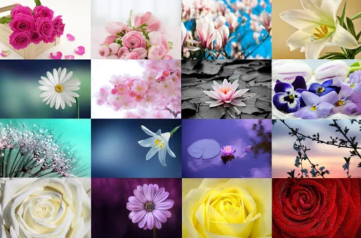 Flowers Timelapse Theme