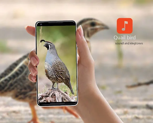 Quail sounds