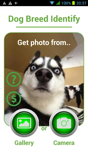 Dog Breed Auto Identify Photo