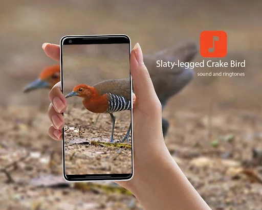 Slaty-legged Crake Bird Sounds