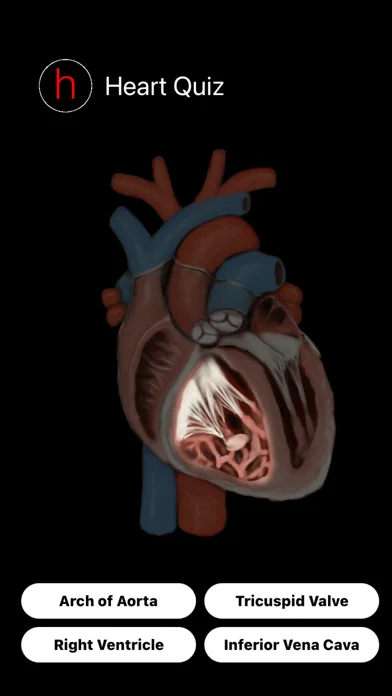 Human Heart Anatomy Quiz