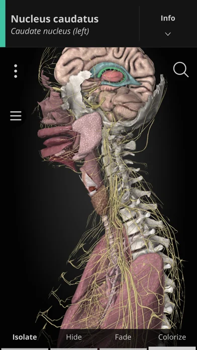 Anatomyka