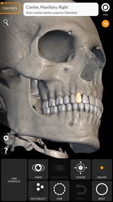 Skeleton 3D Anatomy