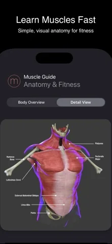 Human Muscular System Guide